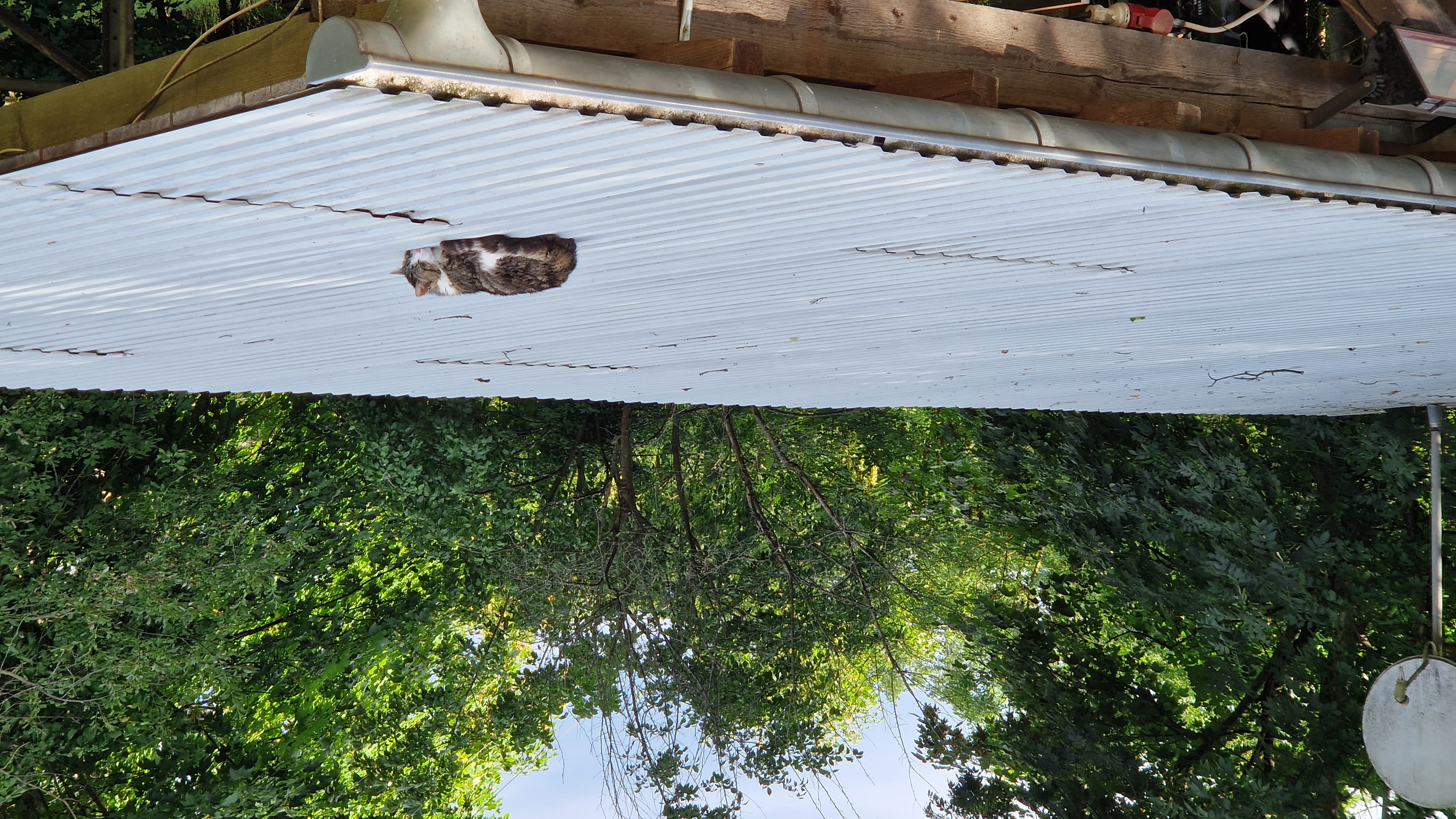 Wilde Katzen am Naturnest